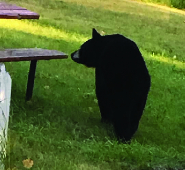 A bear at Moosomin Lake